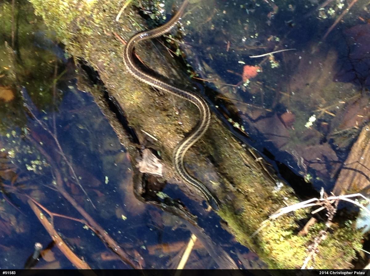 Eastern Gartersnake