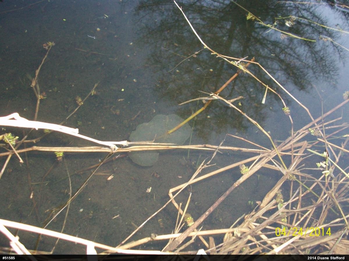 Spotted Salamander