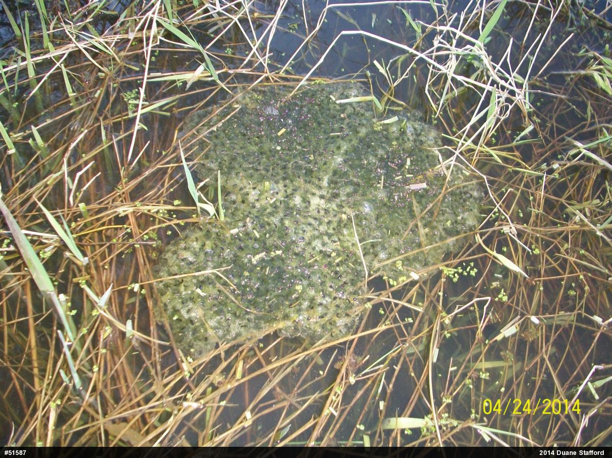 Wood Frog
