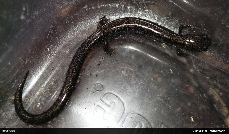 Valley And Ridge Salamander
