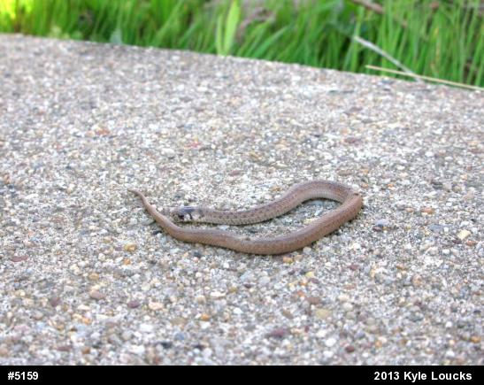Dekay's Brownsnake