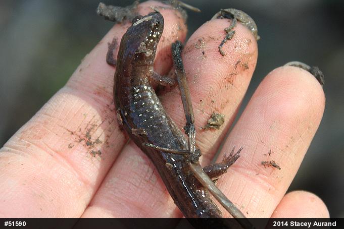 Northern Dusky Salamander