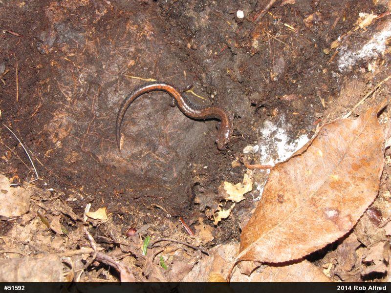 Eastern Red-backed  Salamander