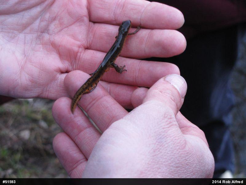 Red-spotted Newt