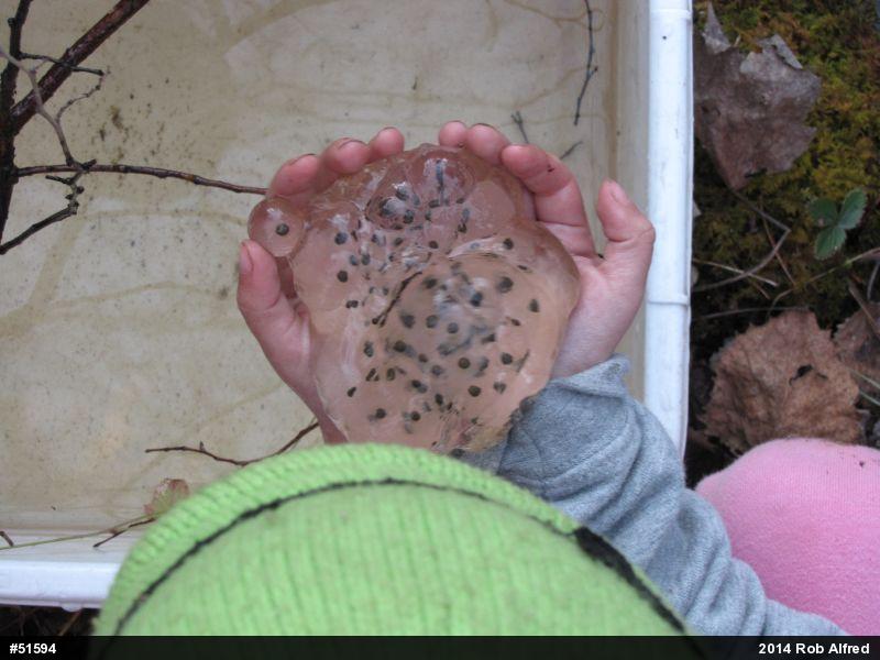 Spotted Salamander