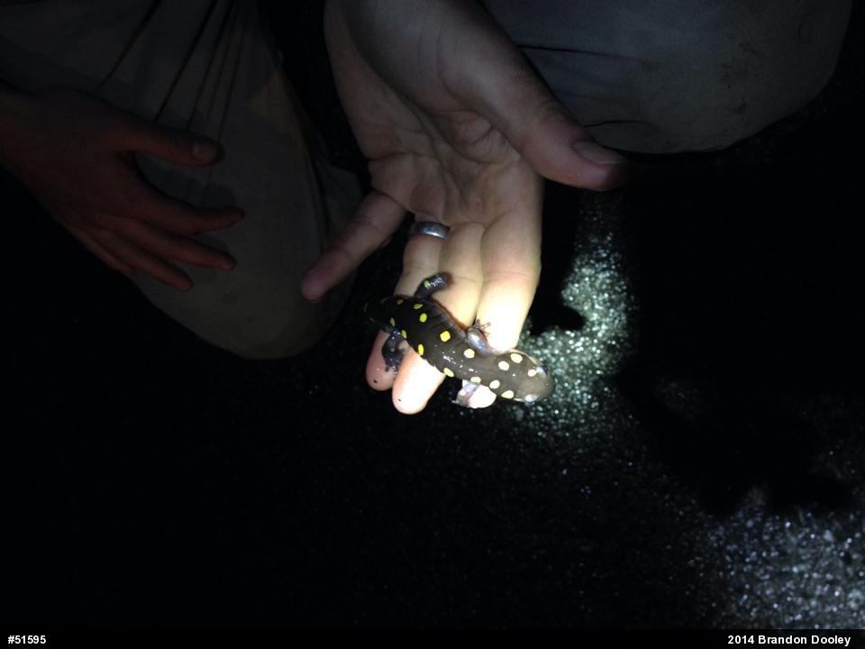 Spotted Salamander