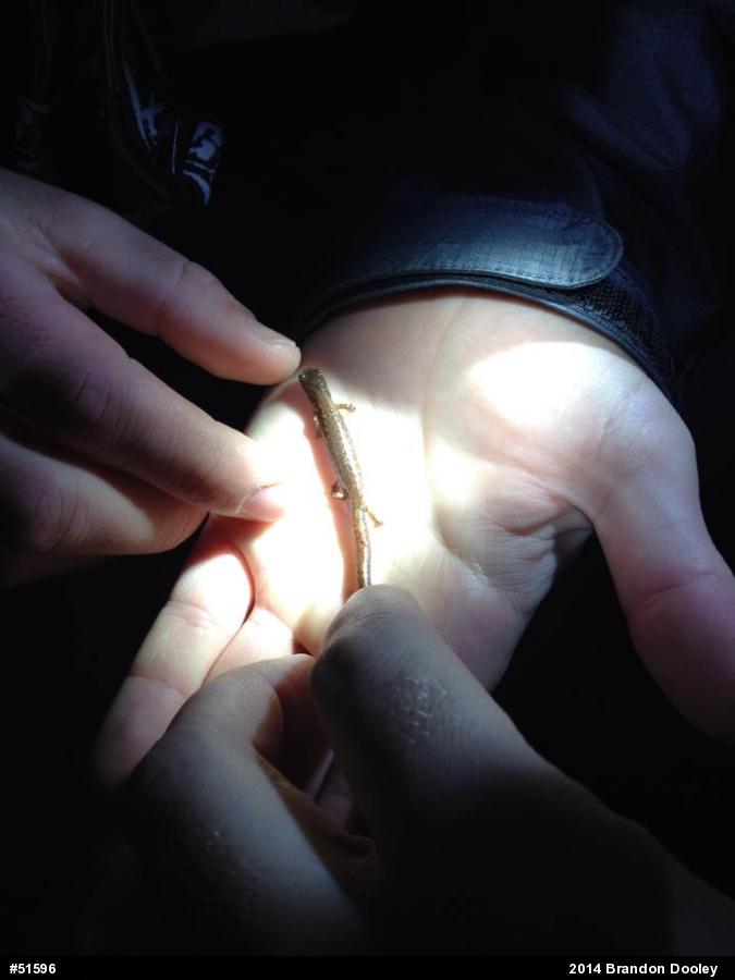 Four-toed Salamander