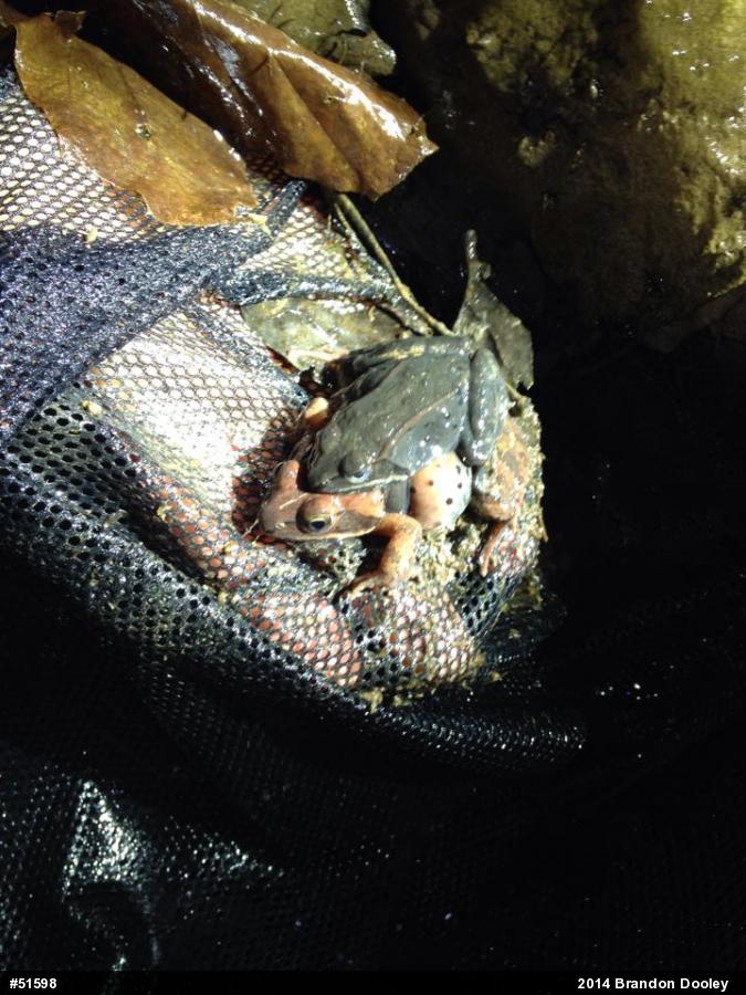 Wood Frog