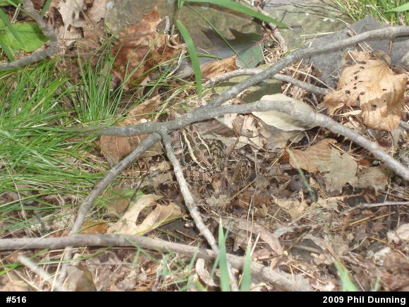 Pickerel Frog
