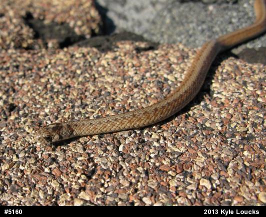 Dekay's Brownsnake