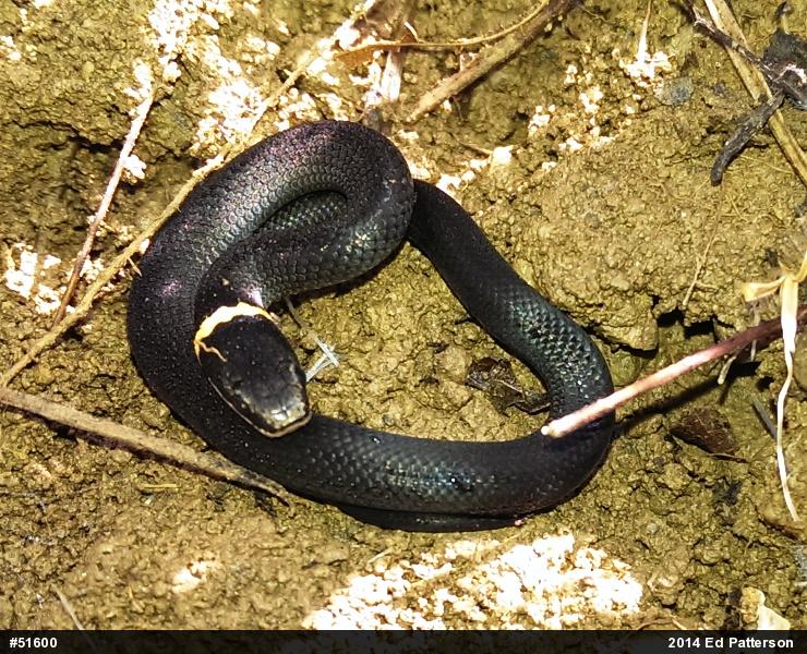 Northern Ring-necked Snake