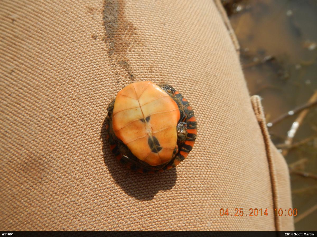 Midland Painted Turtle