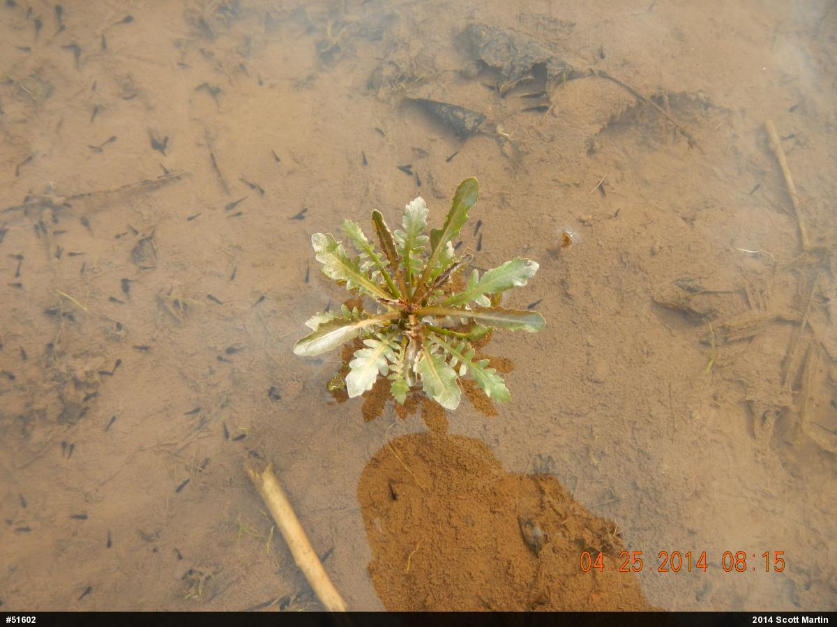 Wood Frog