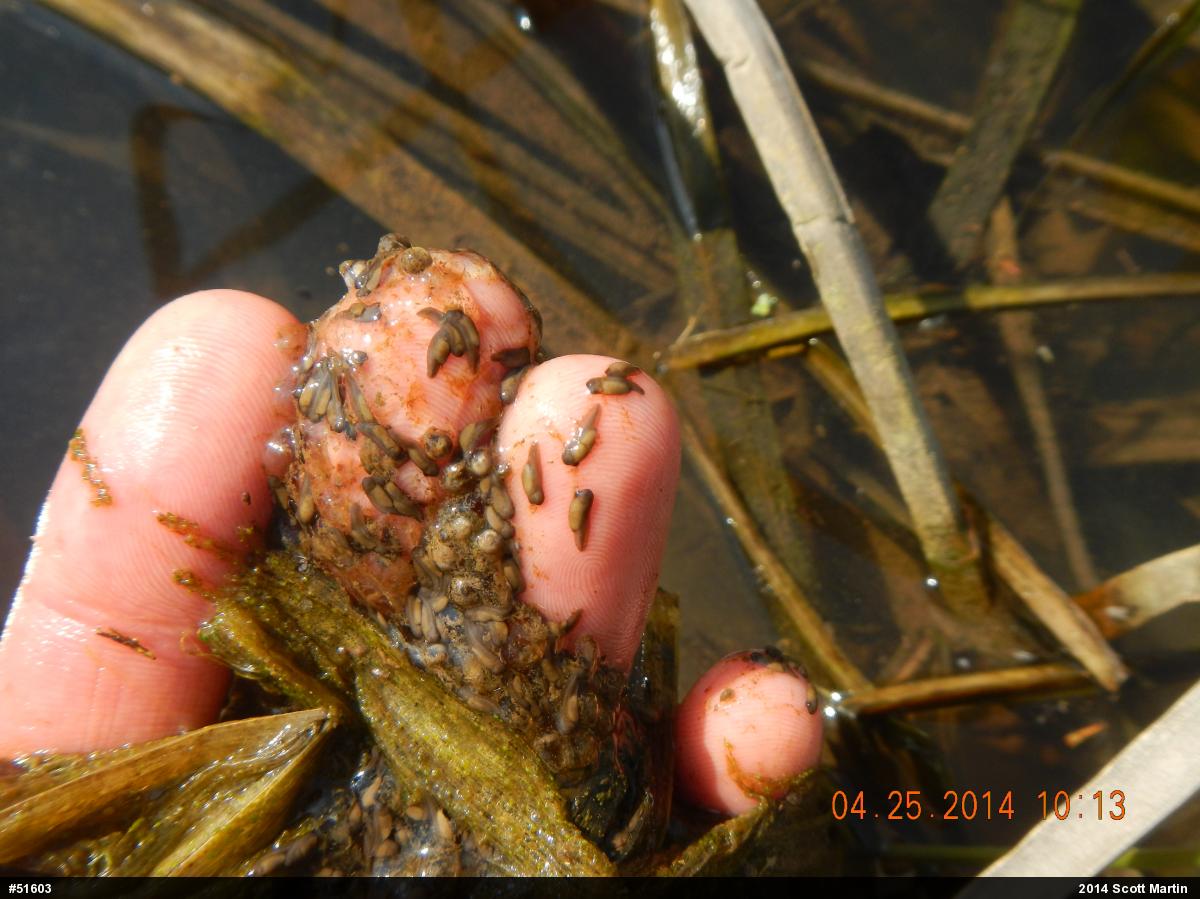 Spotted Salamander