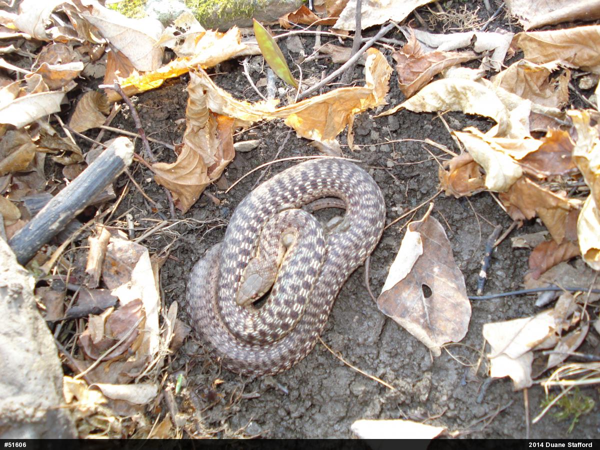 Eastern Gartersnake
