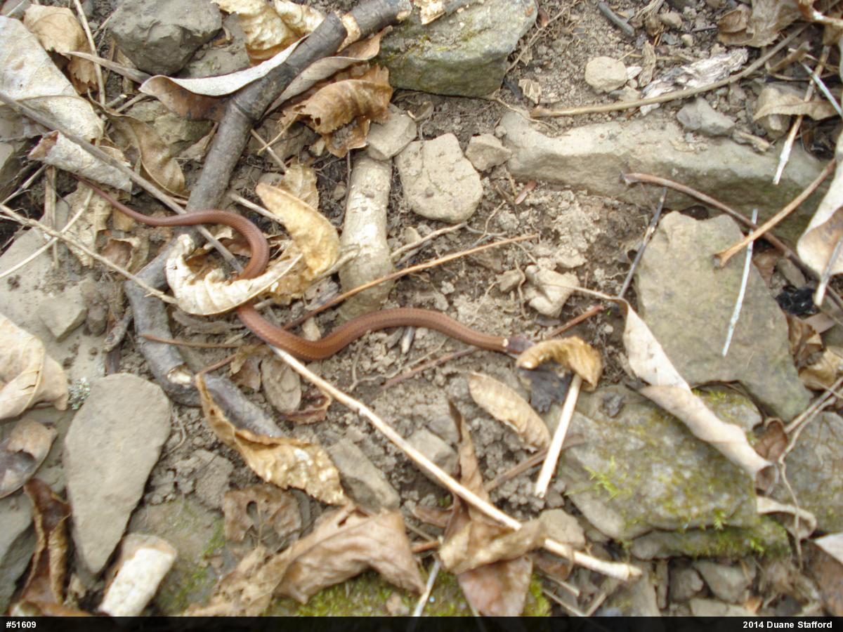Red-bellied Snake