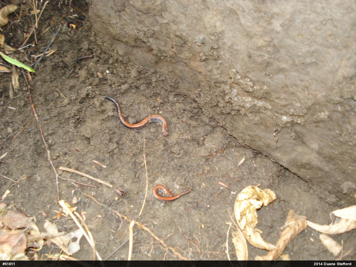 Eastern Red-backed  Salamander