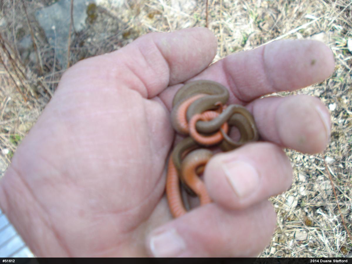 Red-bellied Snake