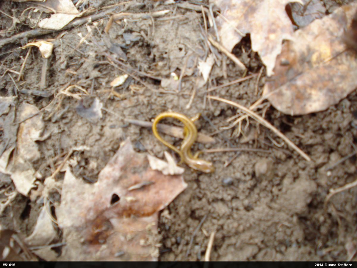 Northern Two-lined Salamander
