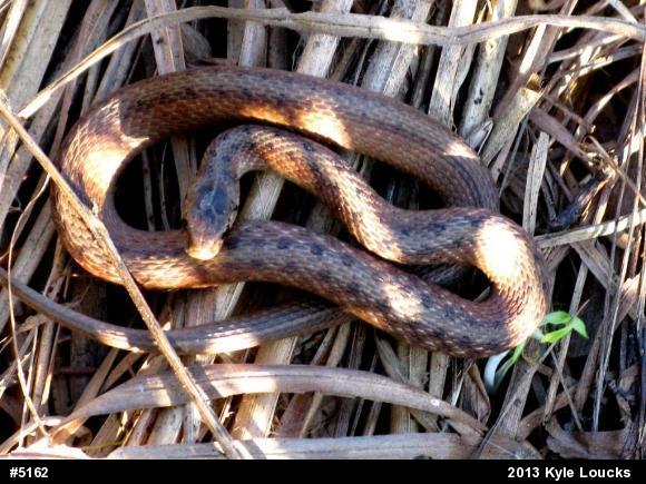 Dekay's Brownsnake