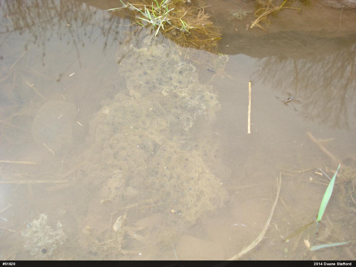 Wood Frog