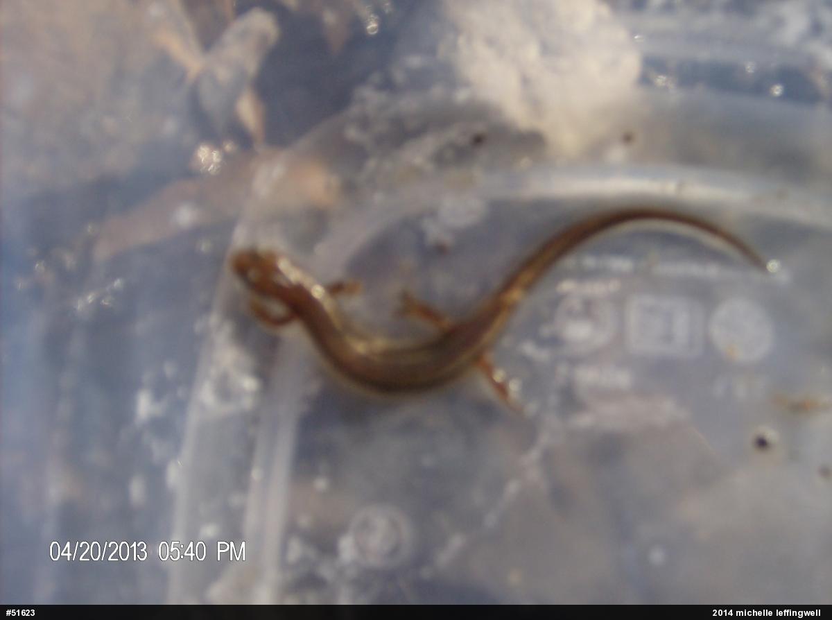 Northern Two-lined Salamander