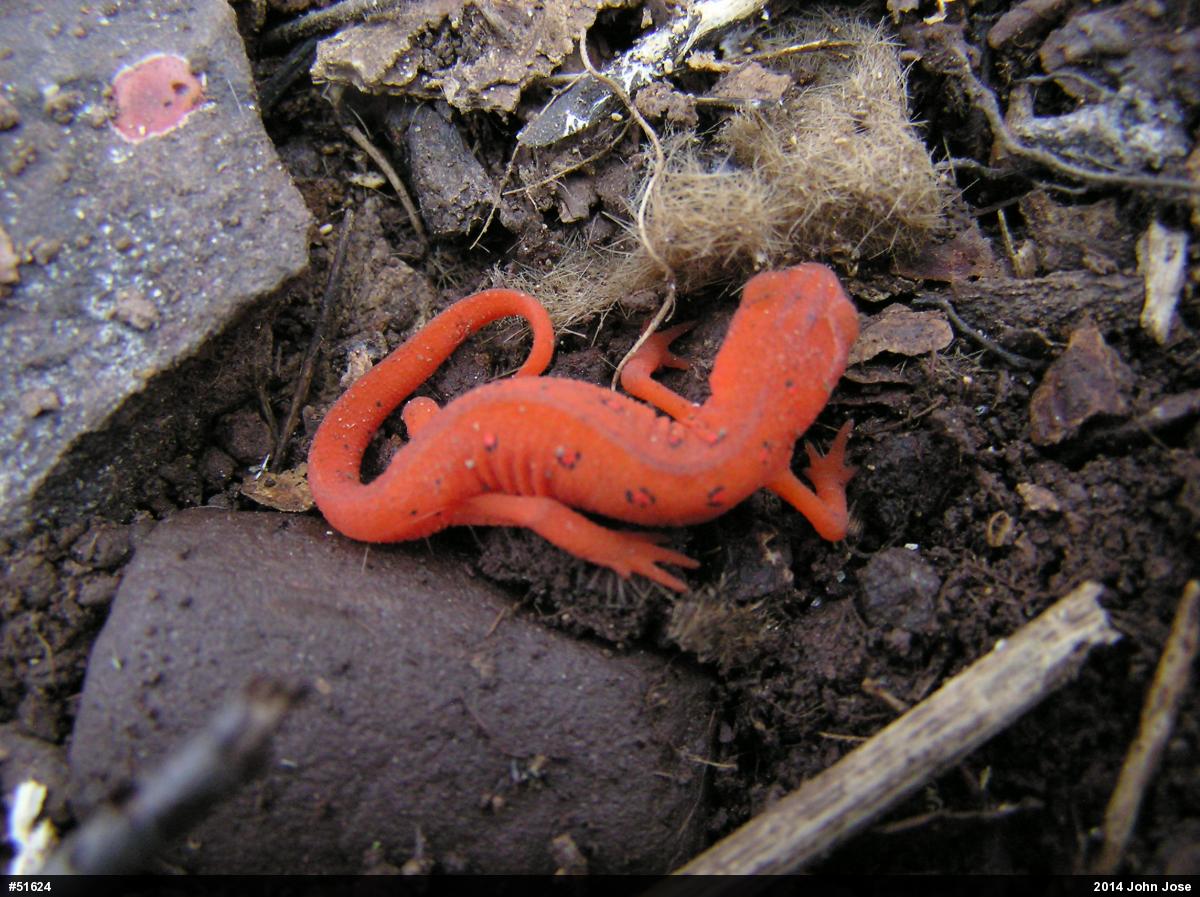 Red-spotted Newt