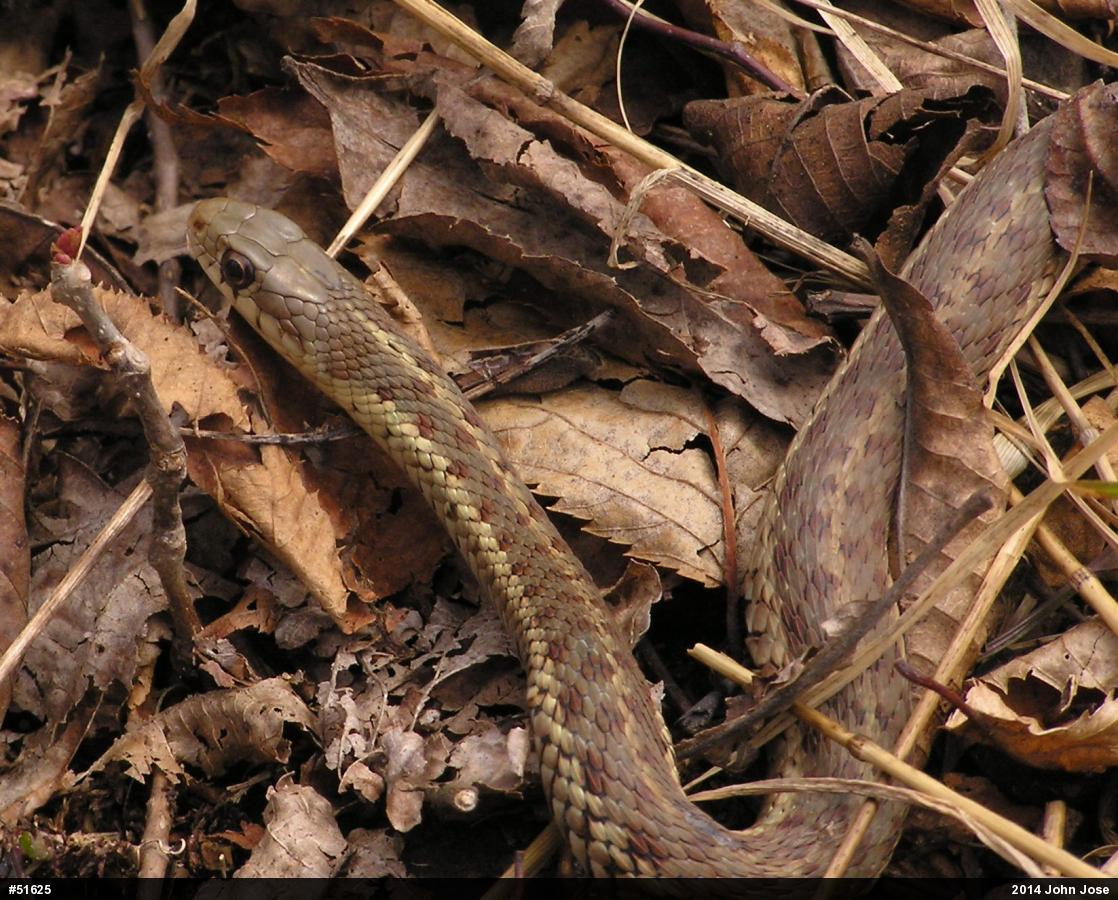 Eastern Gartersnake
