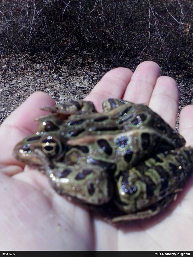 Northern Leopard Frog