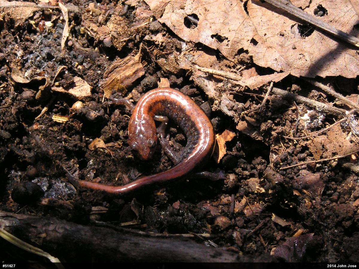 Eastern Red-backed  Salamander