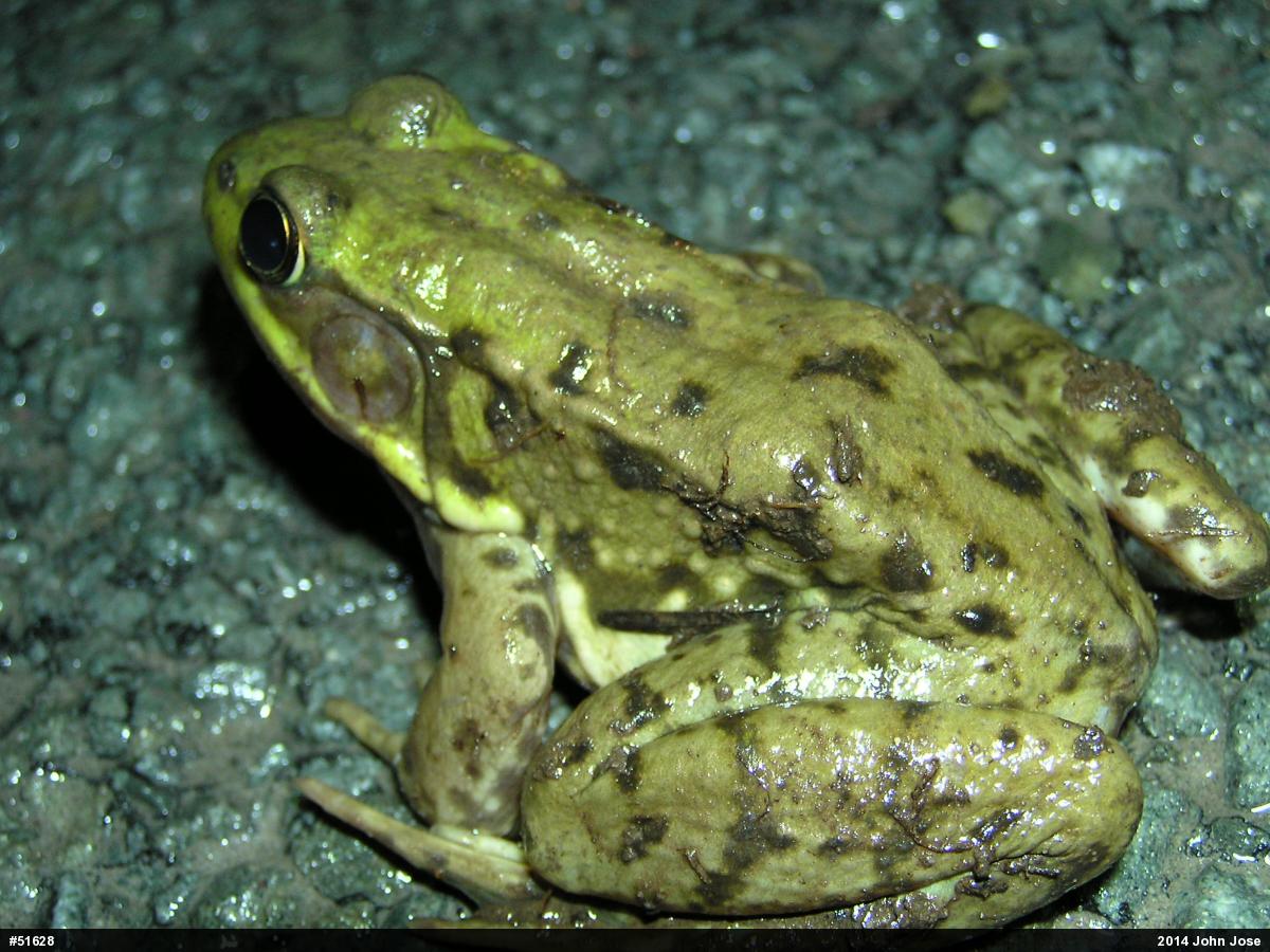 Green Frog