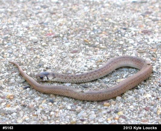 Dekay's Brownsnake