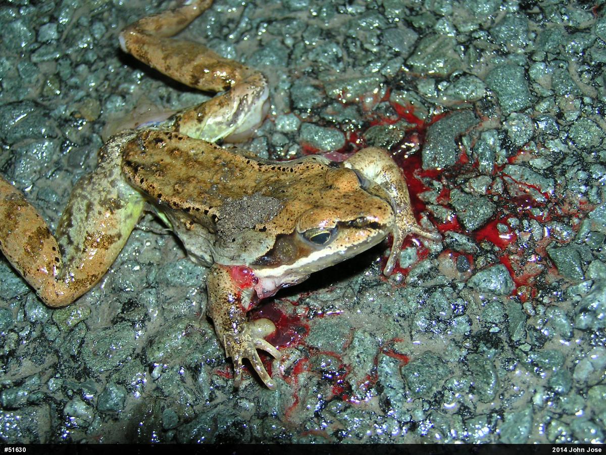 Wood Frog