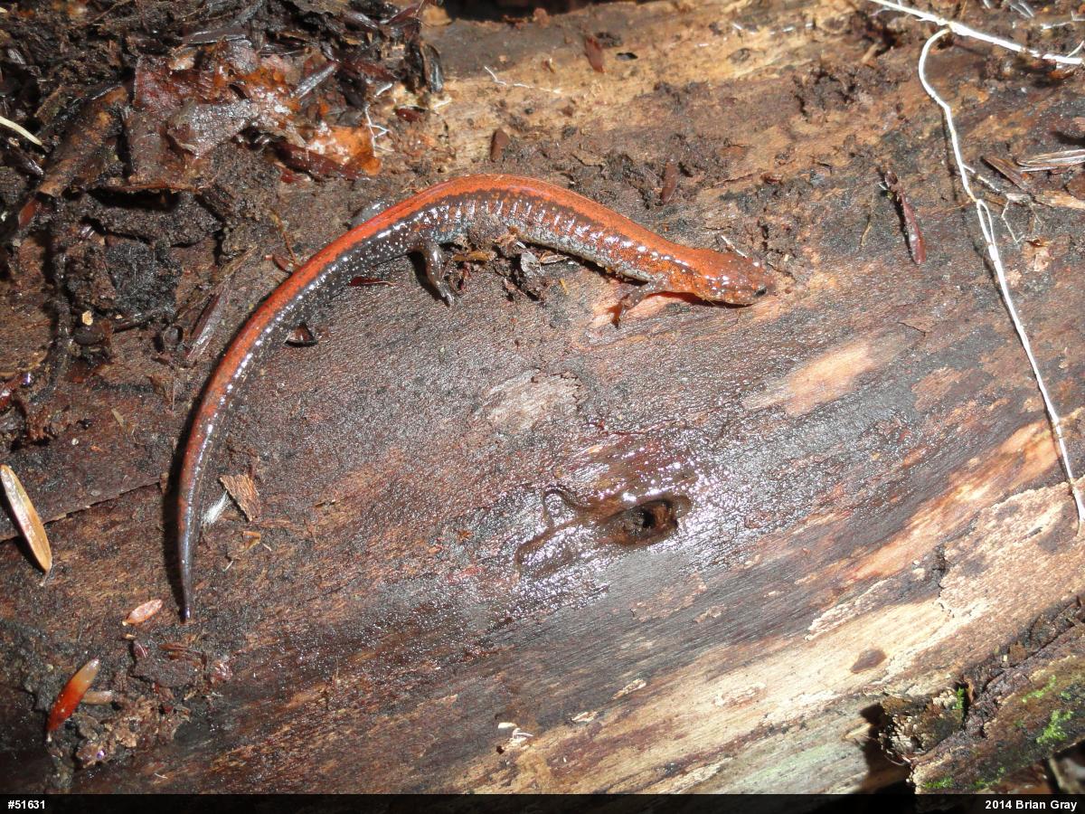 Eastern Red-backed  Salamander