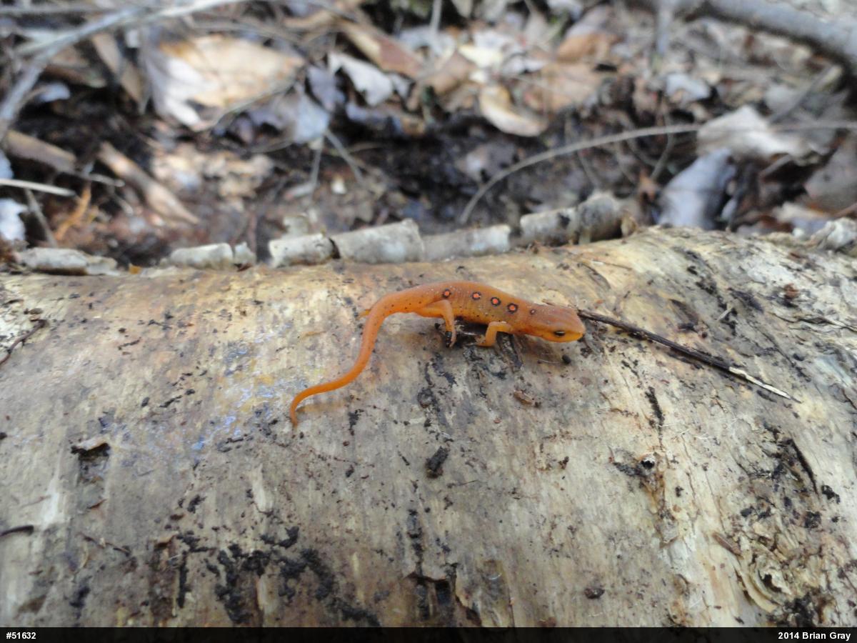 Red-spotted Newt