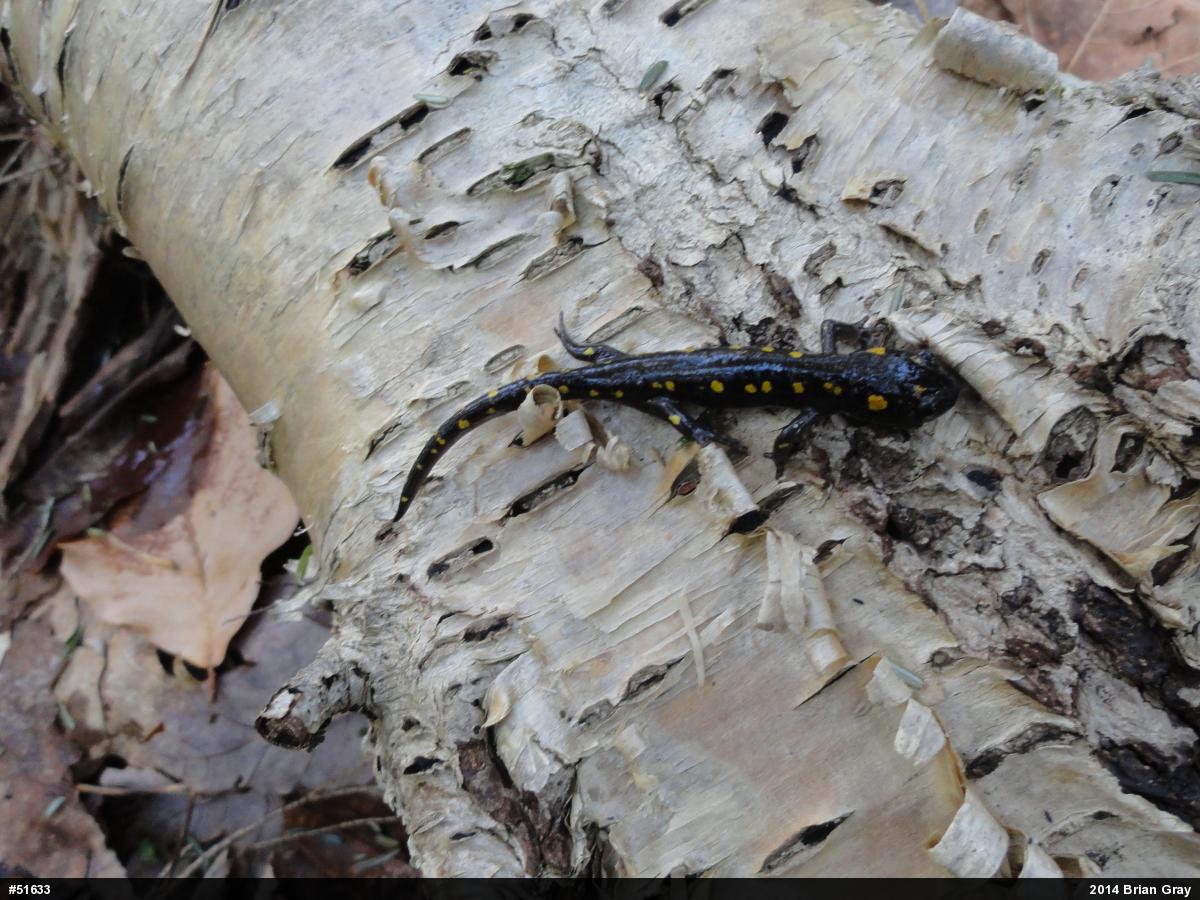 Spotted Salamander