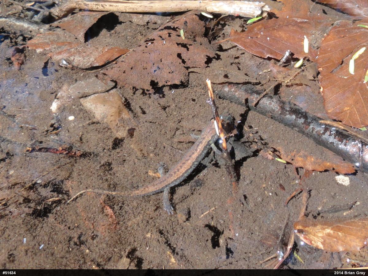 Allegheny Mountain Dusky Salamander