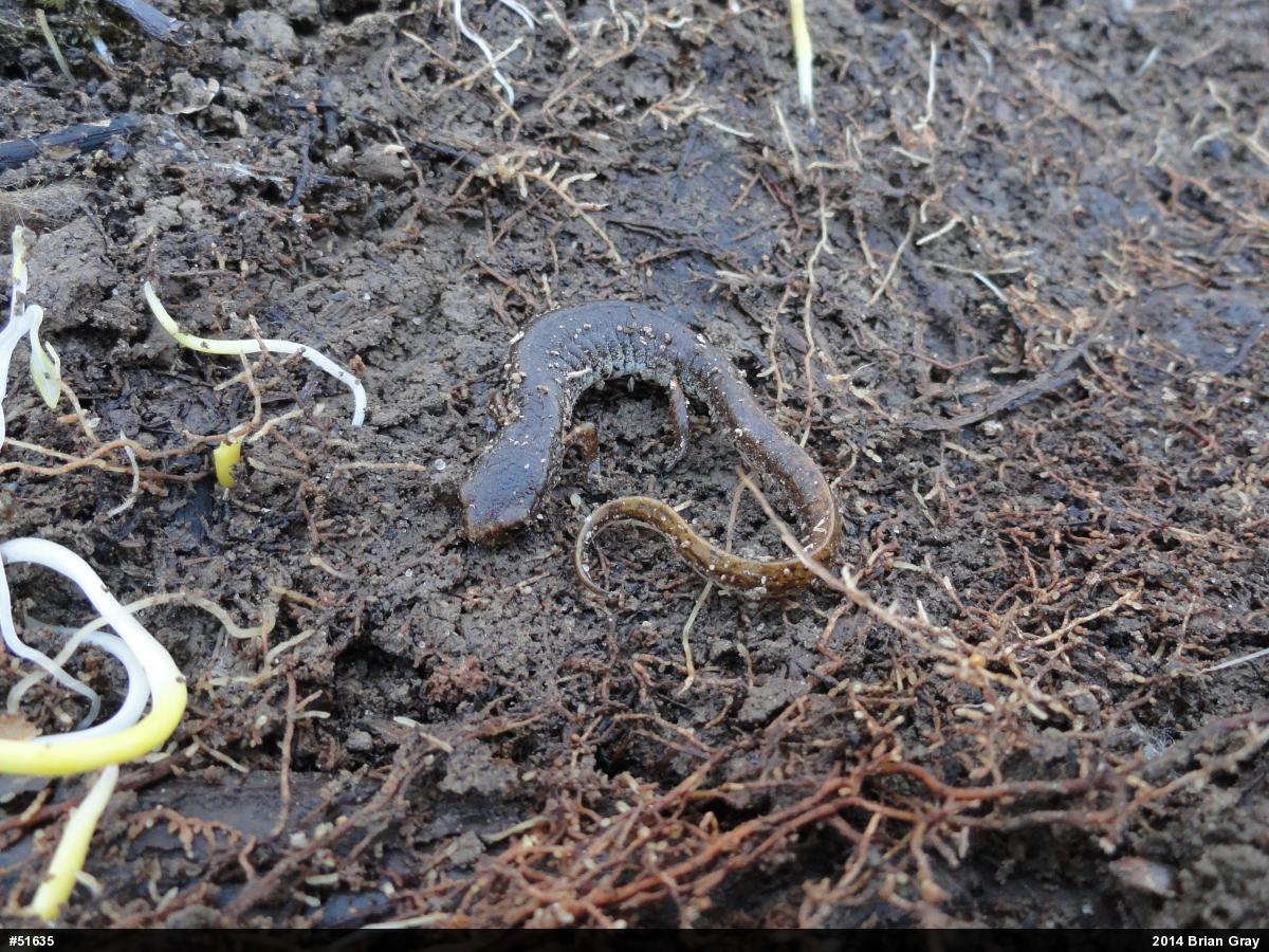 Four-toed Salamander