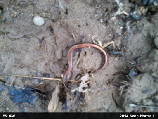 Eastern Red-backed  Salamander