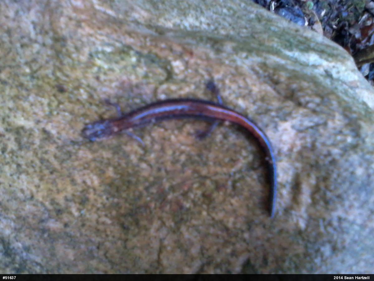 Eastern Red-backed  Salamander