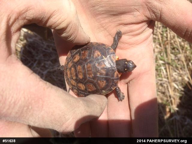 Spotted Turtle