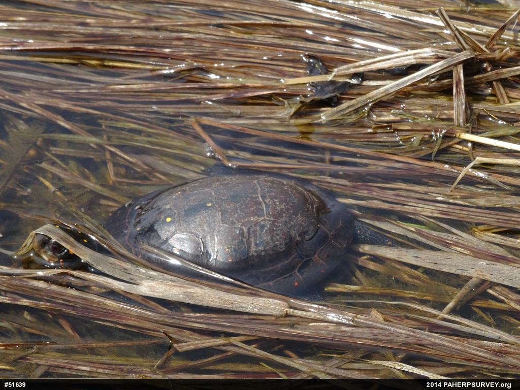 Spotted Turtle