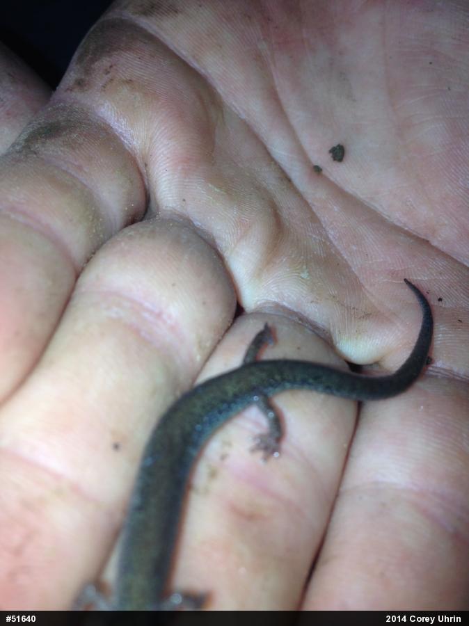 Eastern Red-backed  Salamander