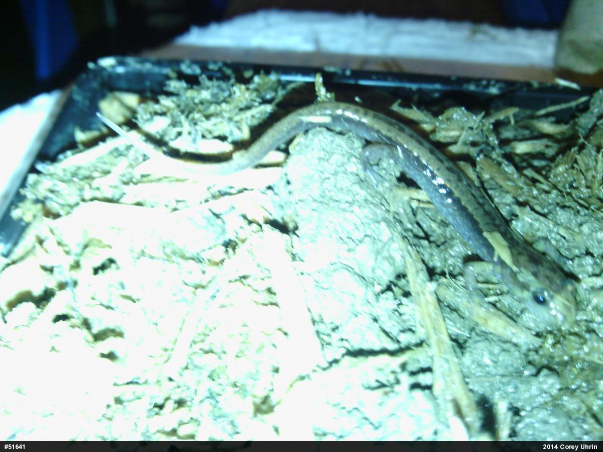 Allegheny Mountain Dusky Salamander