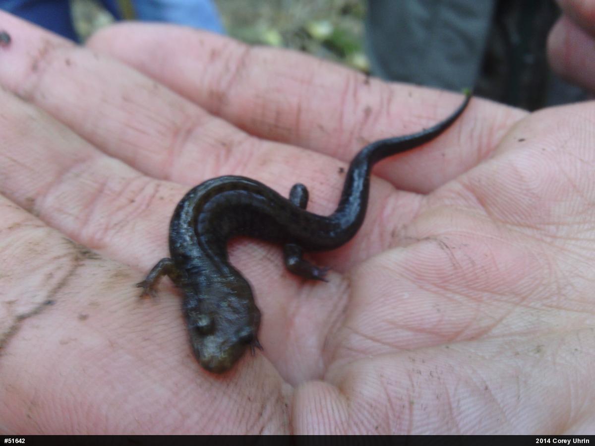 Allegheny Mountain Dusky Salamander