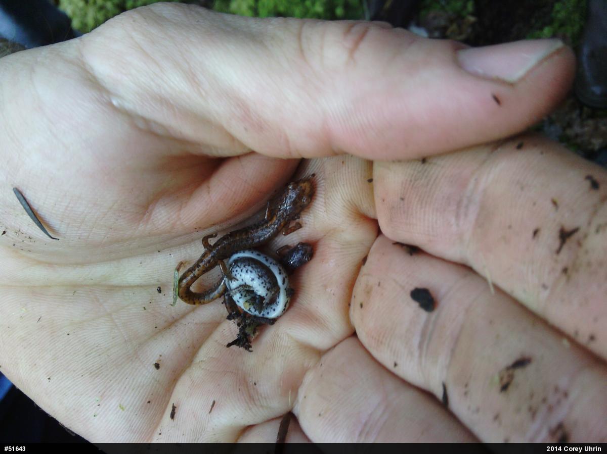Four-toed Salamander