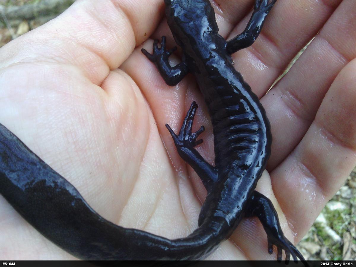 Jefferson Salamander
