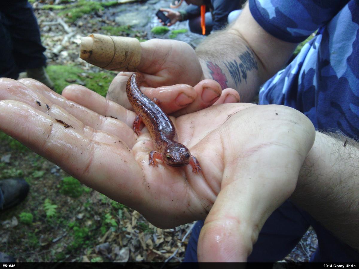 Northern Red Salamander
