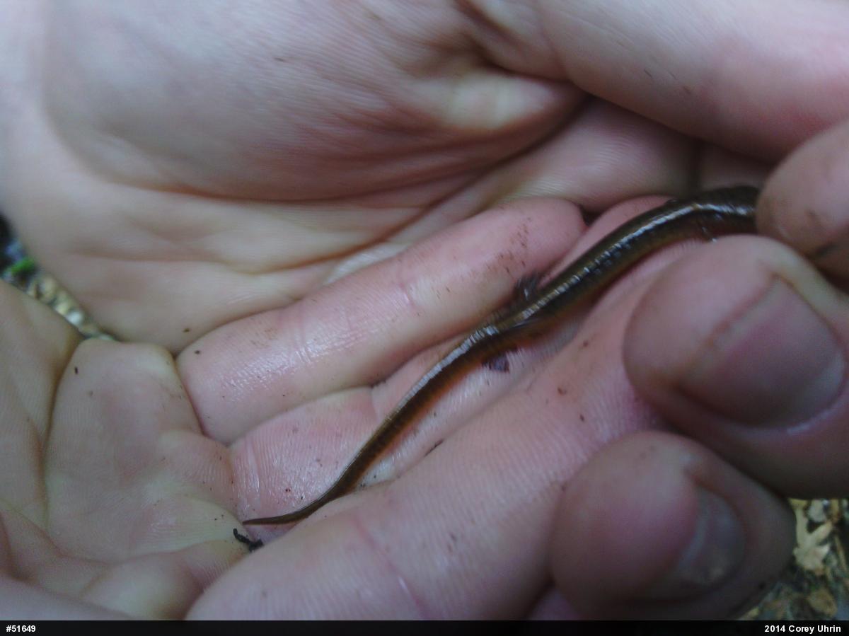 Northern Two-lined Salamander
