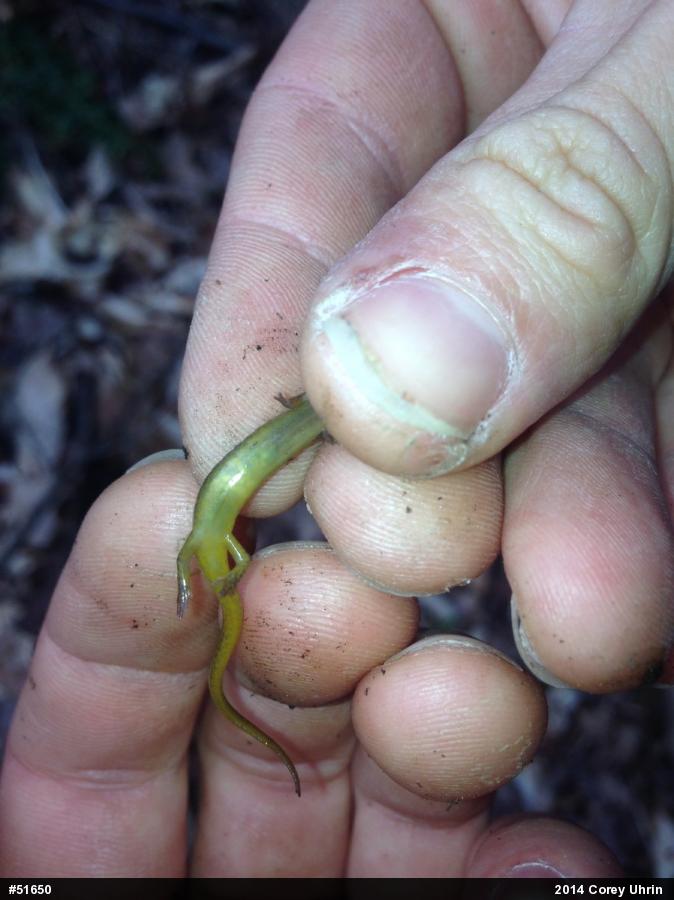 Northern Two-lined Salamander